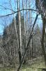 PICTURES/Reyonlds Creek Trail - Tonto National Forest/t_Aspens1.JPG